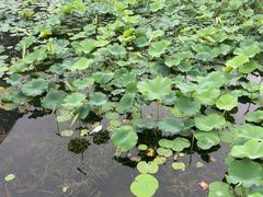 -新江湾城公园