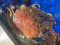 皇帝蟹-盒马鲜生(红莲店)