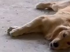 -趣多多宠物公园·宠物训犬学校·宠物寄养