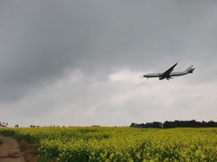 -空港花田景区