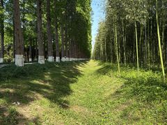 -黄海国家森林公园