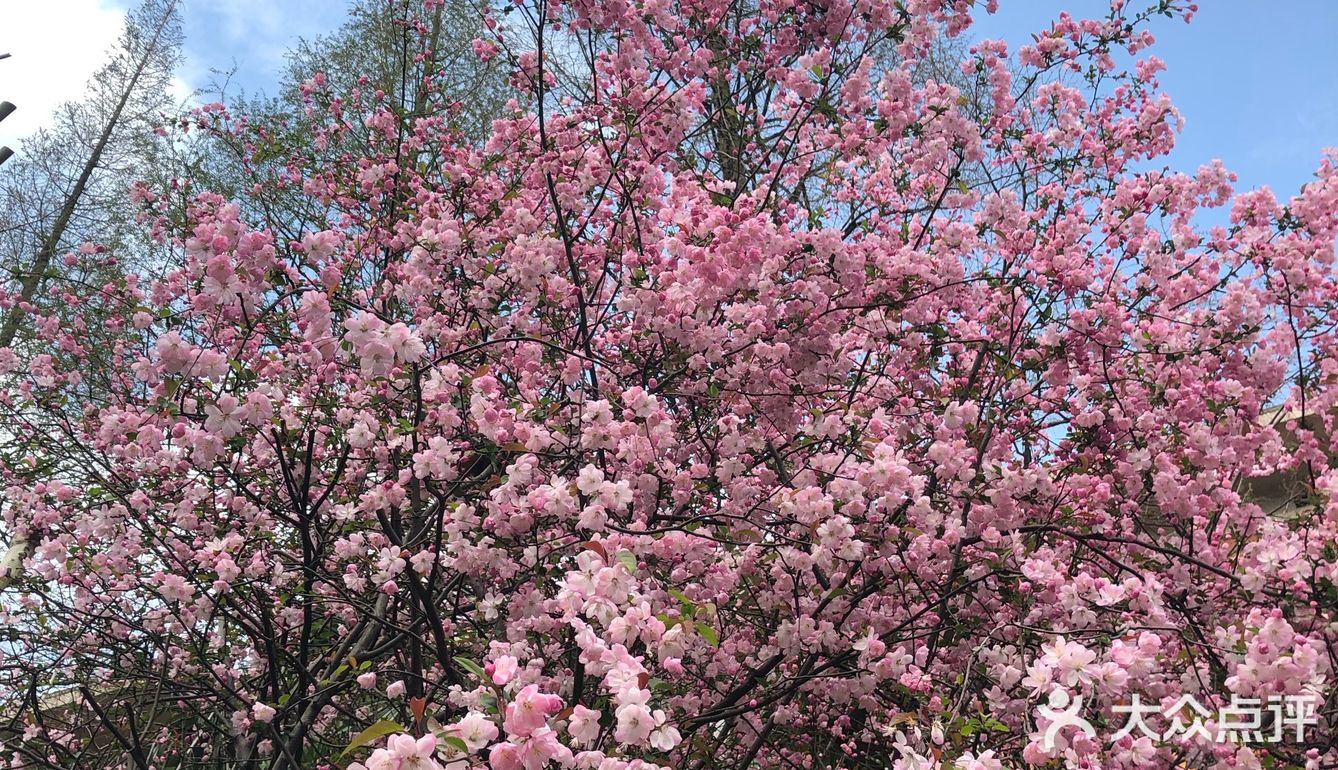 同济🌸