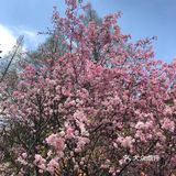 同济🌸