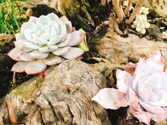 -悦哉·派对·草坪婚礼·围炉煮茶(三圣乡店)