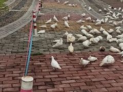 -飞来湖湿地公园