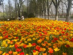-上海鲜花港
