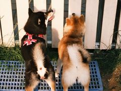 -趣玩宠物乐园寄养训犬训狗游泳池