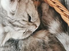 -共舞时光猫咖·狗咖(新街口店)