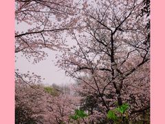 -武汉大学-樱园