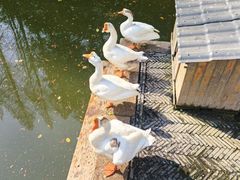 -苏州文庙(姑苏区)