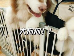 -Let's go狗咖·猫咖·奶狗·桌游(春熙路IFS店)
