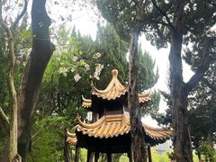 -嘉定紫藤园