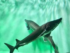 -太平洋海底世界