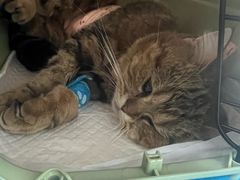 -纳吉亚猫专科动物诊疗中心(蒋宅口分院)