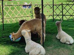 -黄海国家森林公园