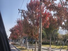 -上海海湾国家森林公园