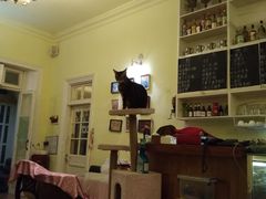 -猫色咖啡·猫咖