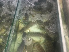 -拉威海鲜市场