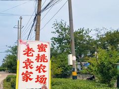 -老袁家蜜桃农场·阳山水蜜桃