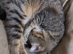 -创凡宠物医院·骨专科  猫科中心(西乡分院)
