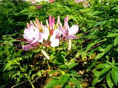 -艾溪湖湿地公园