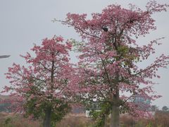 -光明小镇欢乐田园