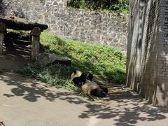 -都江堰中华大熊猫苑