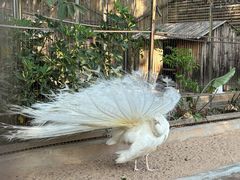 -深圳野生动物园