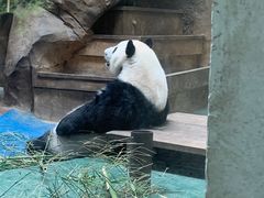 -成都动物园