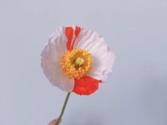-荷兰布尔玛国际花艺学院