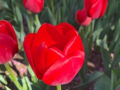 -石家庄市植物园