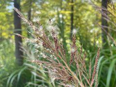 -梁鸿国家湿地公园