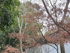 -秋霞圃