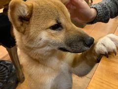 -more than meow吴止猫主题餐厅(承德 中船汇店)