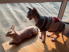 -猫小院猫主题咖啡厅(北锣店)