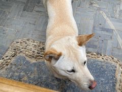 -龙华素斋(龙华路店)