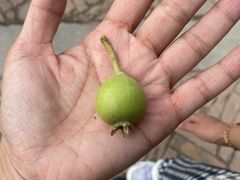 -青藏高原野生动物园