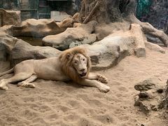 -清迈夜间动物园