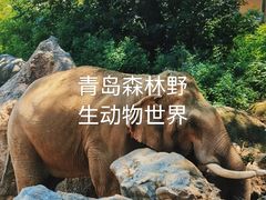 -青岛森林野生动物世界