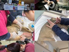 -纳吉亚猫专科动物医院博雅分院