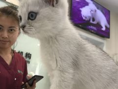 -瑞派·关忠动物医院·异宠专科·犬猫肿瘤·皮肤专科(望京店)