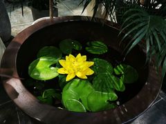 -双季花艺园艺市场(浦东店)