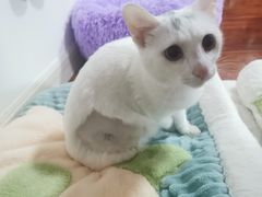 -艾贝尔宠物诊疗