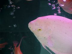 -品凯口腔(丰潭门诊)