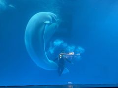 -海合安成都极地海洋公园