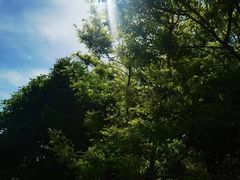 -黄海国家森林公园