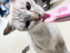 -藏猫猫咖啡主题馆(中央大道店)