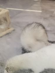 -神奇动物撸宠馆·羊驼·小浣熊·异宠(豫园店)