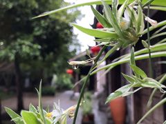 -黄龙溪古镇