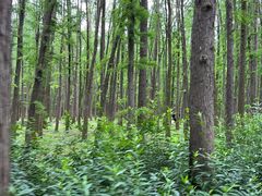 -上海共青森林公园